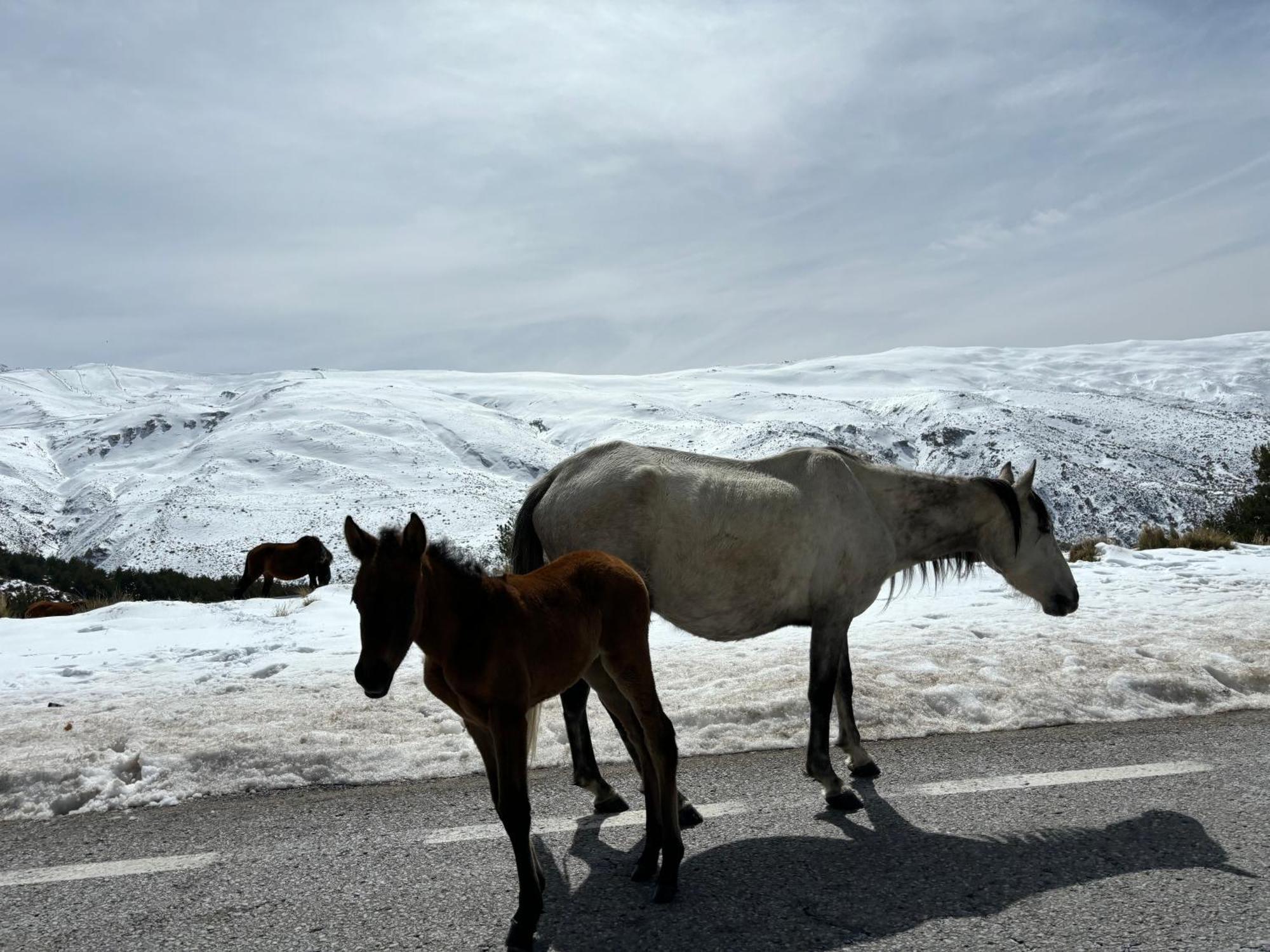 Biznaga Nevada Lejlighed Granada Eksteriør billede